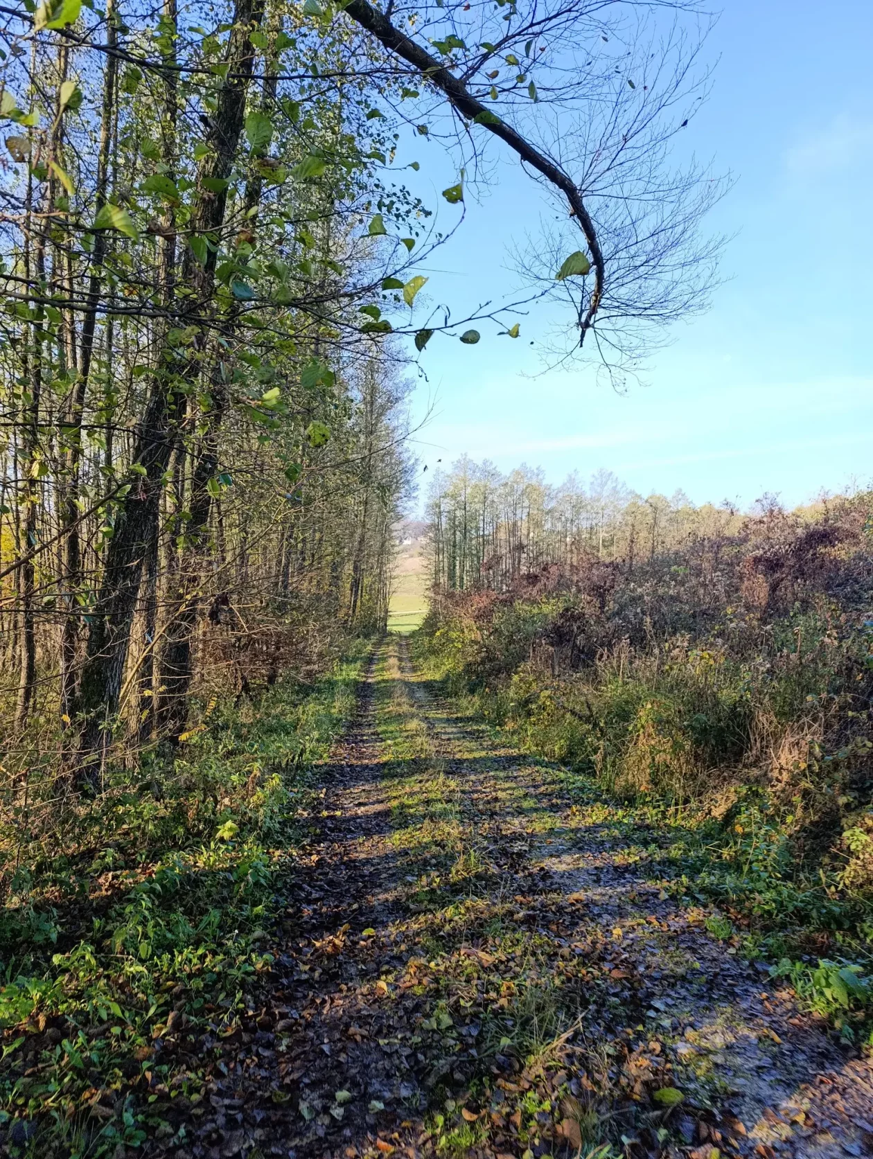 PD BUNDEK – krštenje mošta (51)