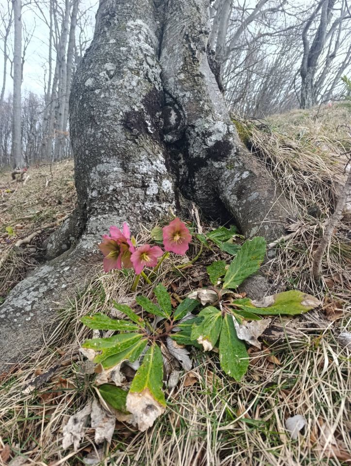 PLANINARSKA AVANTURA Bundeki vlakom do Laškog pa na uspon prema Šmohoru i Maliču (1)