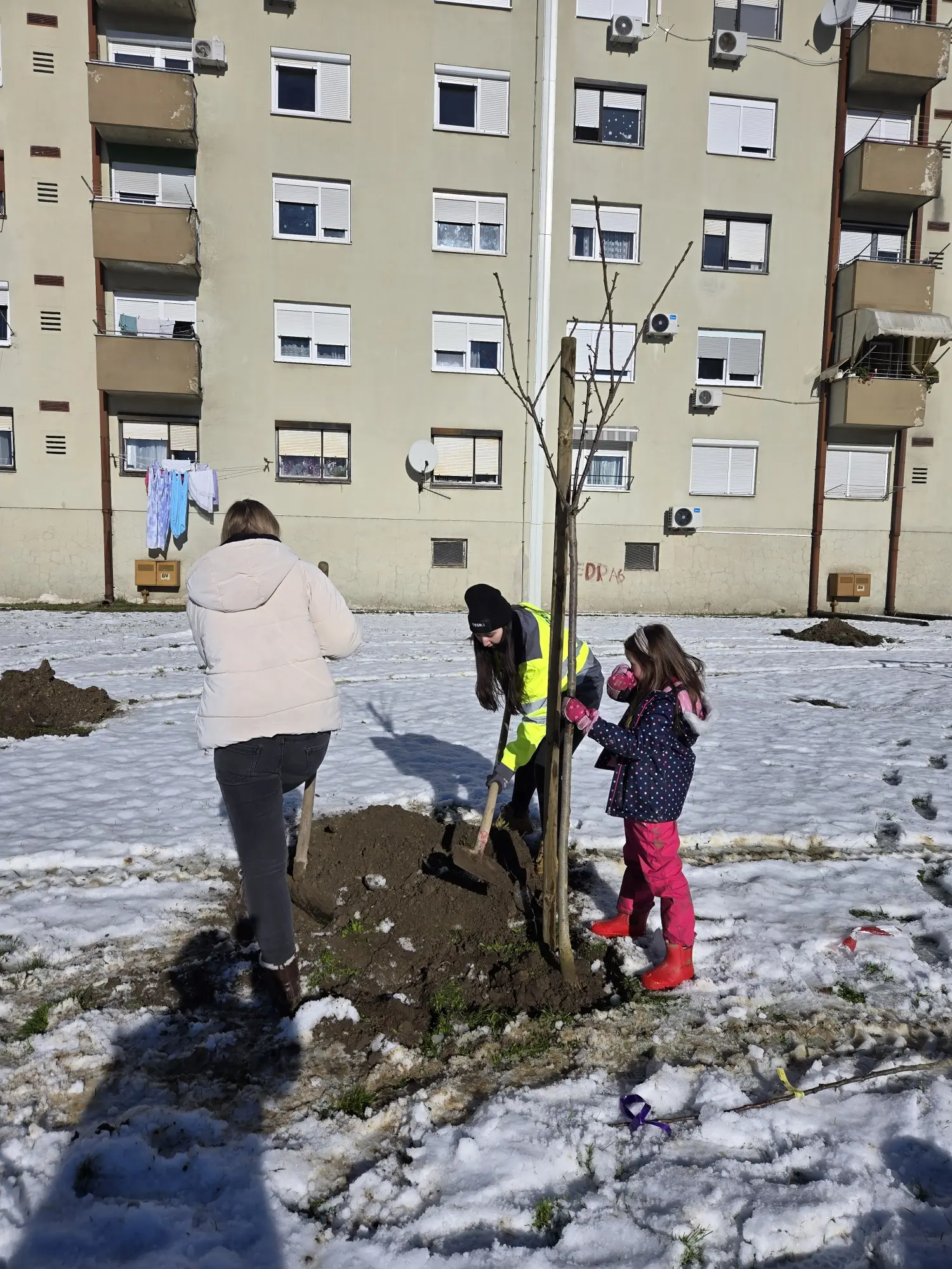 POŠUMLJAVANJE NOBILIS 25.11.2024 (5) POŠUMLJAVANJE NOBILIS 25.11.2024 (5)