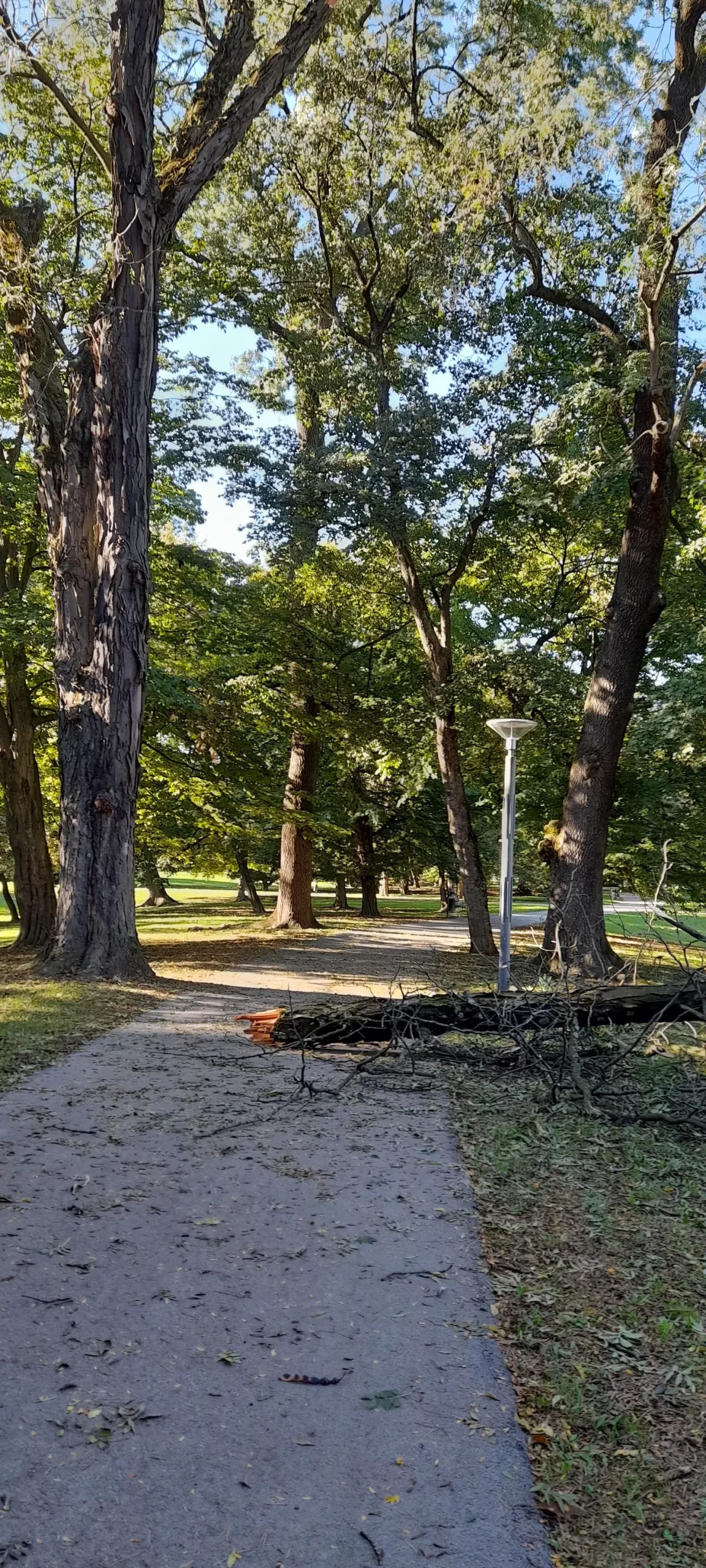 PRIPAZITE Jak vjetar srušio granu u čakovečkom parku Šetači u šoku gledali prema krošnjama (2) PRIPAZITE Jak vjetar srušio granu u čakovečkom parku Šetači u šoku gledali prema krošnjama (2)