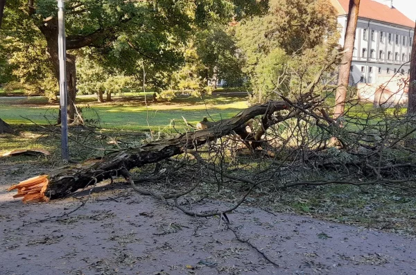 PRIPAZITE Jak vjetar srušio granu u čakovečkom parku Šetači u šoku gledali prema krošnjama (4)