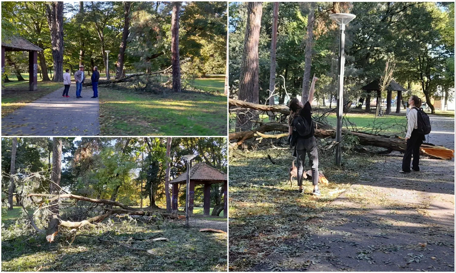 PRIPAZITE Jak vjetar srušio granu u čakovečkom parku Šetači u šoku gledali prema krošnjama (6) PRIPAZITE Jak vjetar srušio granu u čakovečkom parku Šetači u šoku gledali prema krošnjama (6)