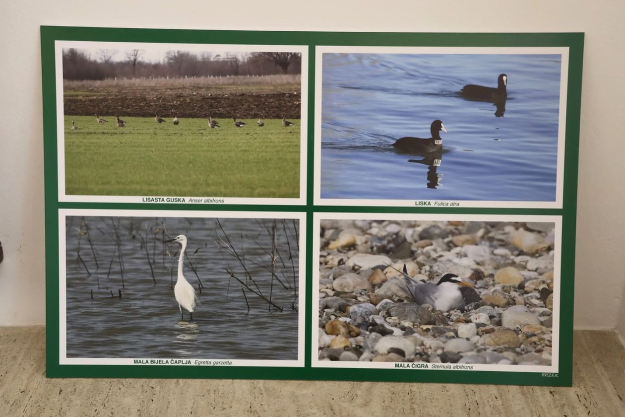 PRIRODNA LJEPOTA Otvorena izložba „Ftiči med Murom, Dravom i Trnavom“ u Čakovcu (10) PRIRODNA LJEPOTA Otvorena izložba „Ftiči med Murom, Dravom i Trnavom“ u Čakovcu (10)
