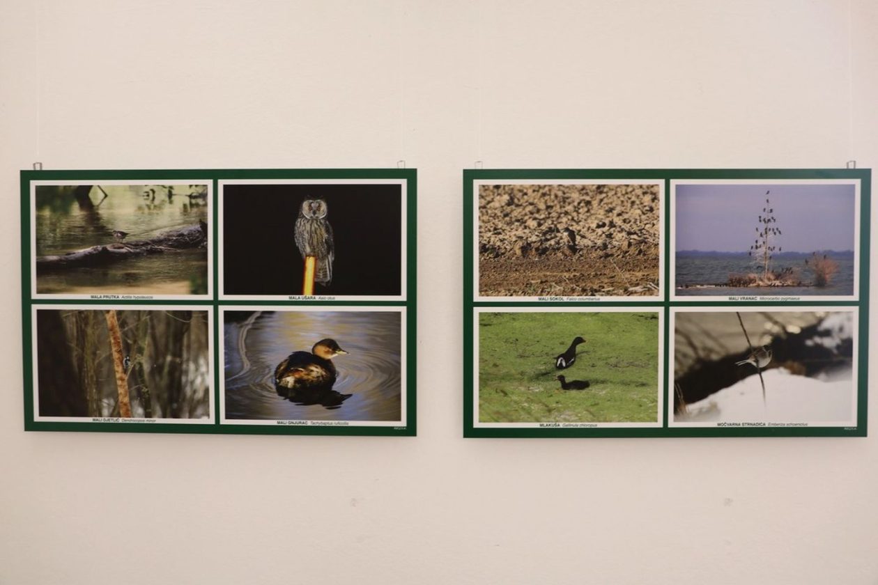 PRIRODNA LJEPOTA Otvorena izložba „Ftiči med Murom, Dravom i Trnavom“ u Čakovcu (11) PRIRODNA LJEPOTA Otvorena izložba „Ftiči med Murom, Dravom i Trnavom“ u Čakovcu (11)