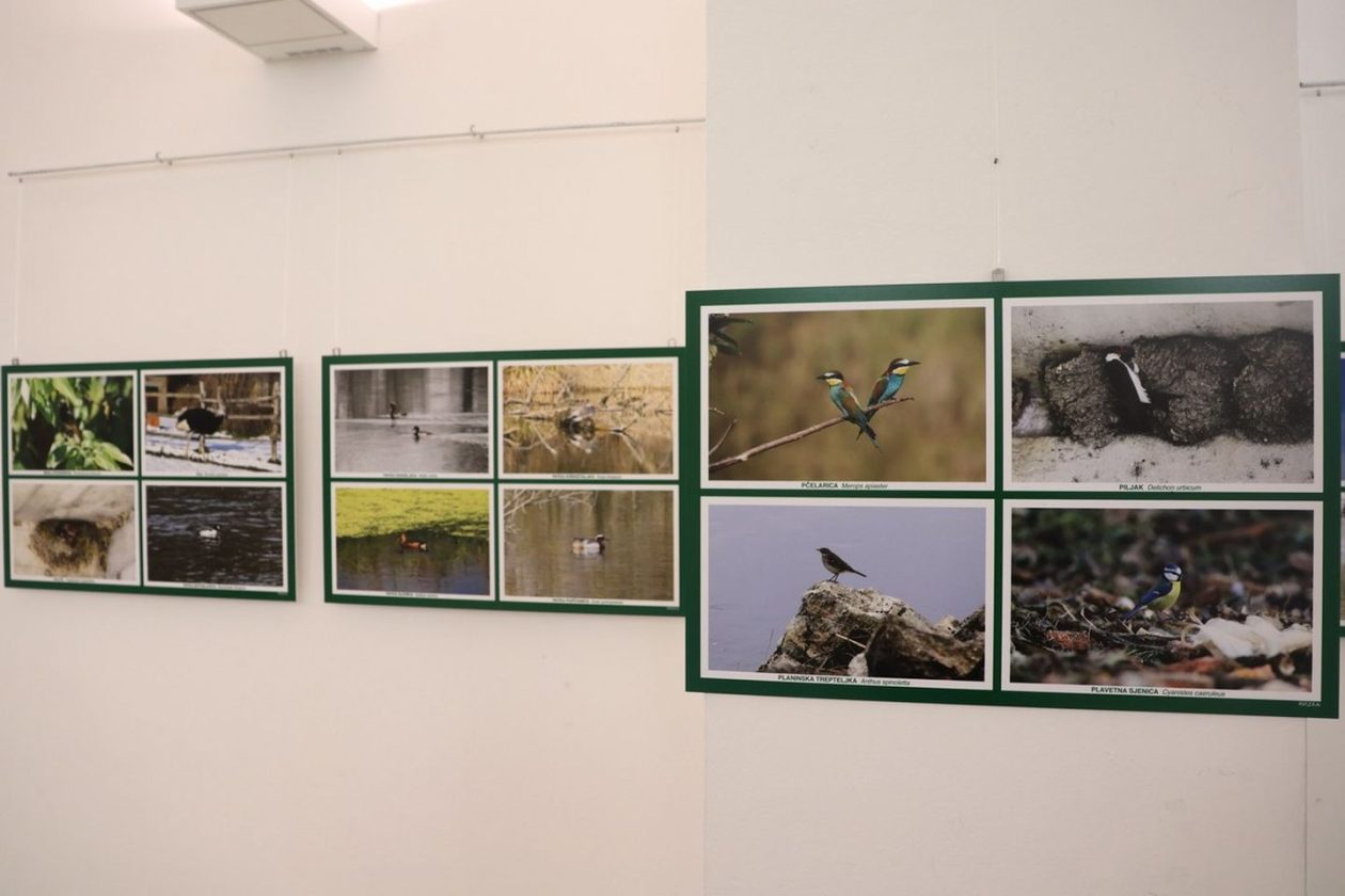 PRIRODNA LJEPOTA Otvorena izložba „Ftiči med Murom, Dravom i Trnavom“ u Čakovcu (12) PRIRODNA LJEPOTA Otvorena izložba „Ftiči med Murom, Dravom i Trnavom“ u Čakovcu (12)