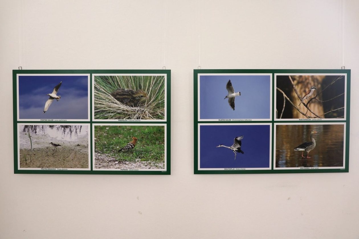 PRIRODNA LJEPOTA Otvorena izložba „Ftiči med Murom, Dravom i Trnavom“ u Čakovcu (13) PRIRODNA LJEPOTA Otvorena izložba „Ftiči med Murom, Dravom i Trnavom“ u Čakovcu (13)