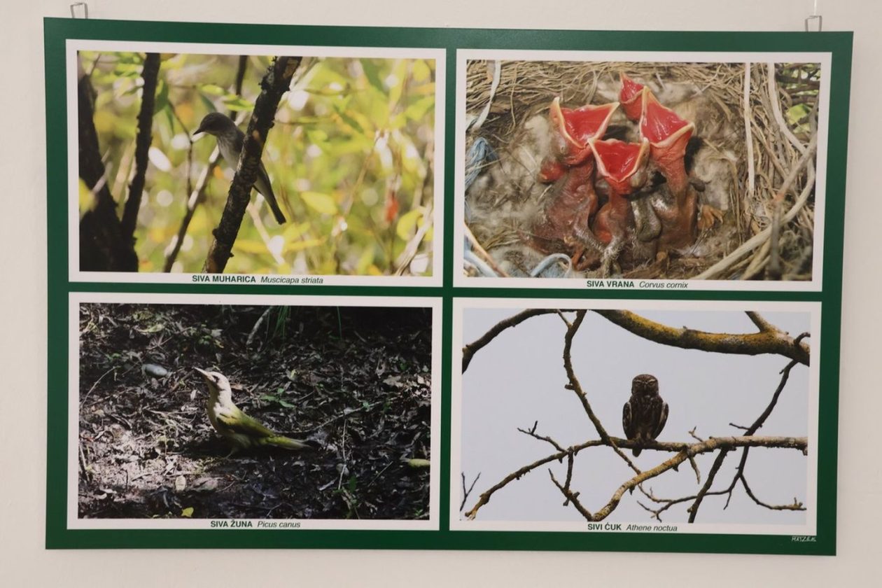 PRIRODNA LJEPOTA Otvorena izložba „Ftiči med Murom, Dravom i Trnavom“ u Čakovcu (14) PRIRODNA LJEPOTA Otvorena izložba „Ftiči med Murom, Dravom i Trnavom“ u Čakovcu (14)