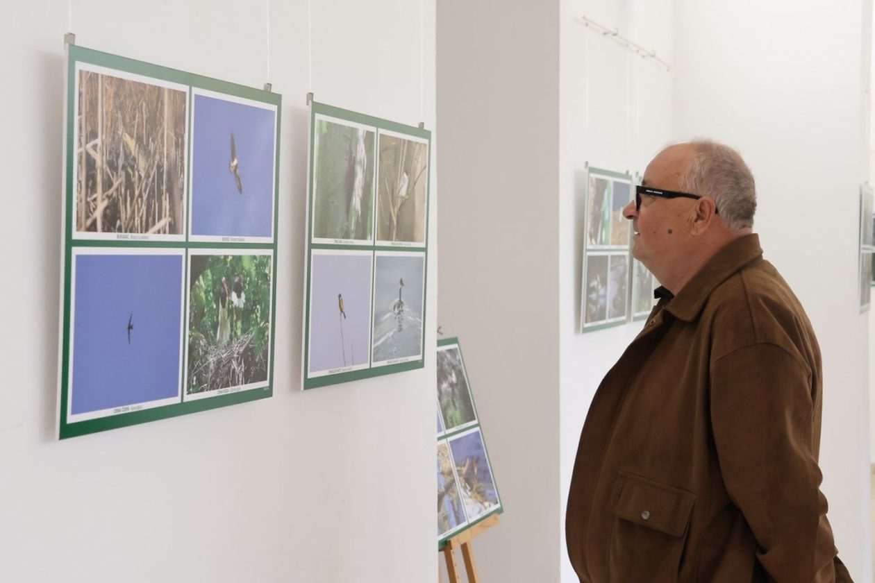 PRIRODNA LJEPOTA Otvorena izložba „Ftiči med Murom, Dravom i Trnavom“ u Čakovcu (18) PRIRODNA LJEPOTA Otvorena izložba „Ftiči med Murom, Dravom i Trnavom“ u Čakovcu (18)