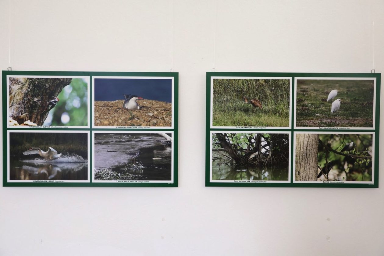 PRIRODNA LJEPOTA Otvorena izložba „Ftiči med Murom, Dravom i Trnavom“ u Čakovcu (8) PRIRODNA LJEPOTA Otvorena izložba „Ftiči med Murom, Dravom i Trnavom“ u Čakovcu (8)