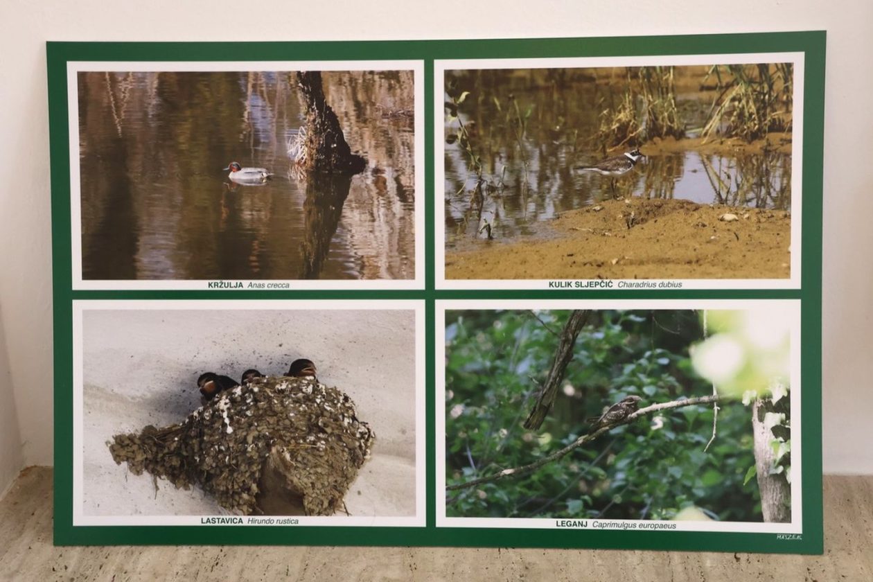 PRIRODNA LJEPOTA Otvorena izložba „Ftiči med Murom, Dravom i Trnavom“ u Čakovcu (9) PRIRODNA LJEPOTA Otvorena izložba „Ftiči med Murom, Dravom i Trnavom“ u Čakovcu (9)