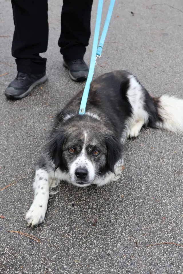 PUM, policija, licitacija, bicikli, 8.11.2025 (48)