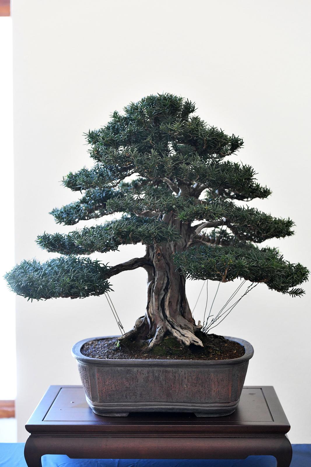 Čakovec: Gradonačelnica Ljerka Cividini razgledala je izložbu Bonsai stabala