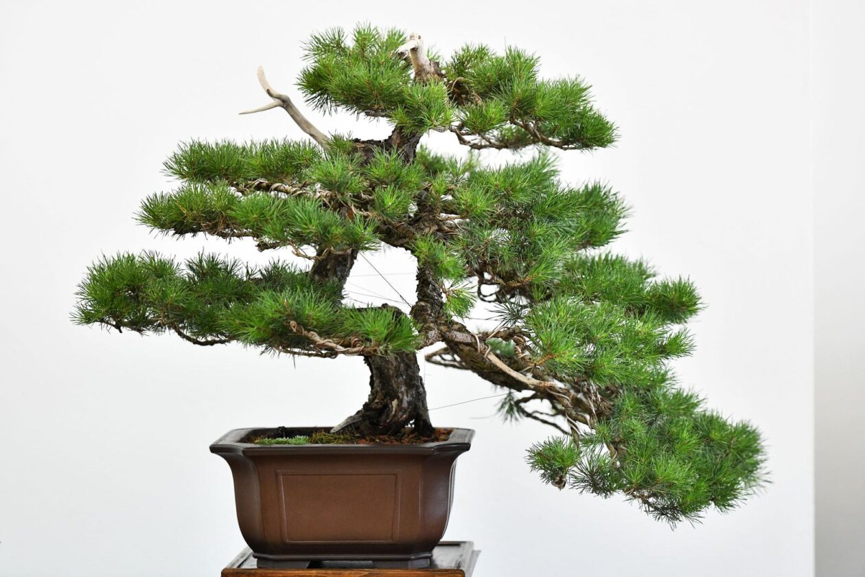 Čakovec: Gradonačelnica Ljerka Cividini razgledala je izložbu Bonsai stabala Čakovec: Gradonačelnica Ljerka Cividini razgledala je izložbu Bonsai stabala