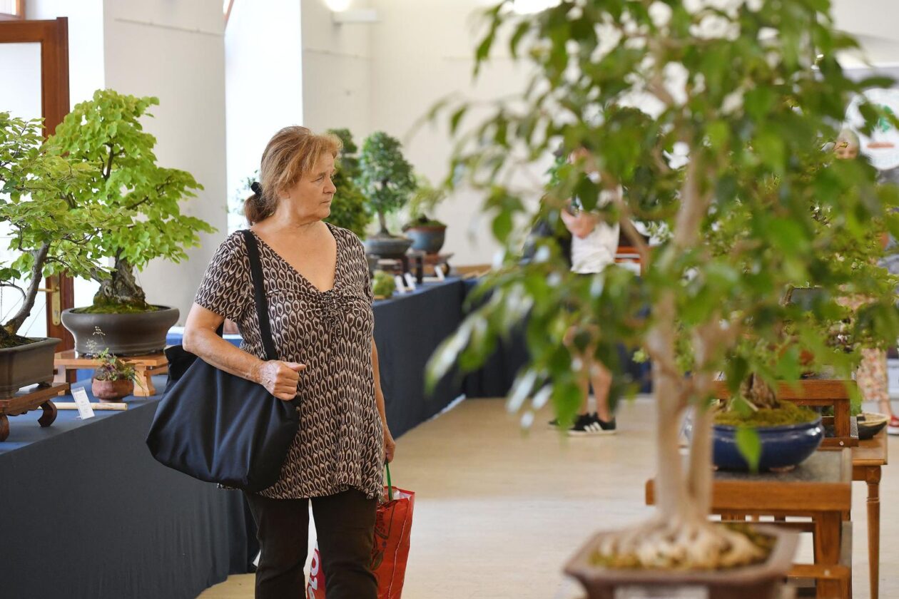 Čakovec: Gradonačelnica Ljerka Cividini razgledala je izložbu Bonsai stabala Čakovec: Gradonačelnica Ljerka Cividini razgledala je izložbu Bonsai stabala