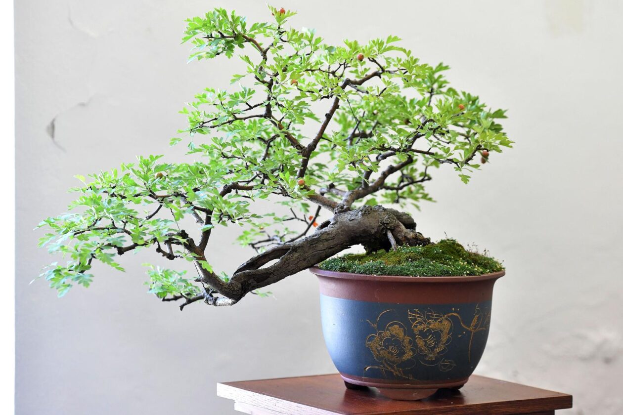 Čakovec: Gradonačelnica Ljerka Cividini razgledala je izložbu Bonsai stabala Čakovec: Gradonačelnica Ljerka Cividini razgledala je izložbu Bonsai stabala