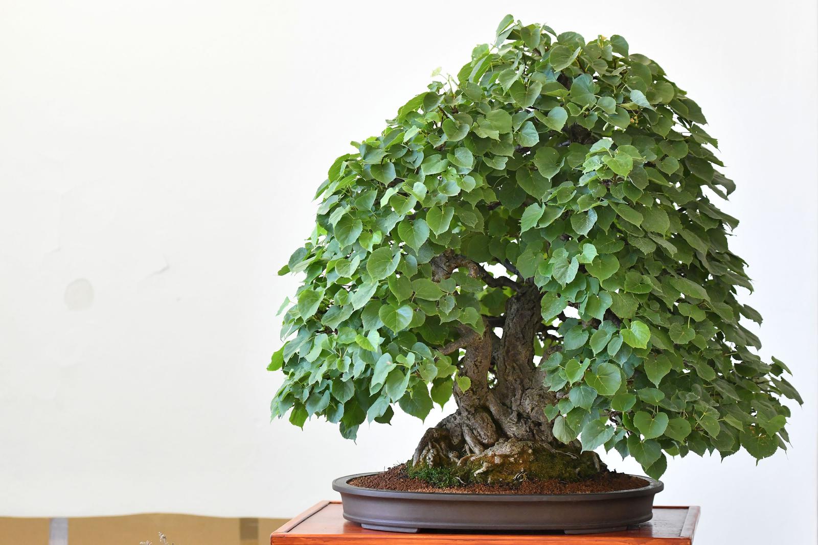 Čakovec: Gradonačelnica Ljerka Cividini razgledala je izložbu Bonsai stabala