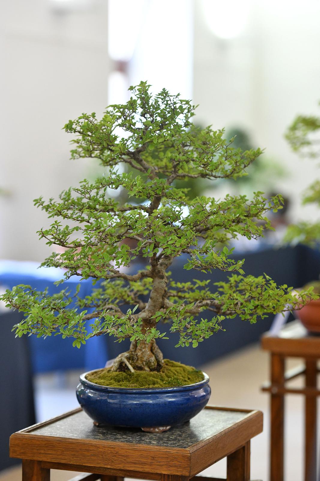 Čakovec: Gradonačelnica Ljerka Cividini razgledala je izložbu Bonsai stabala