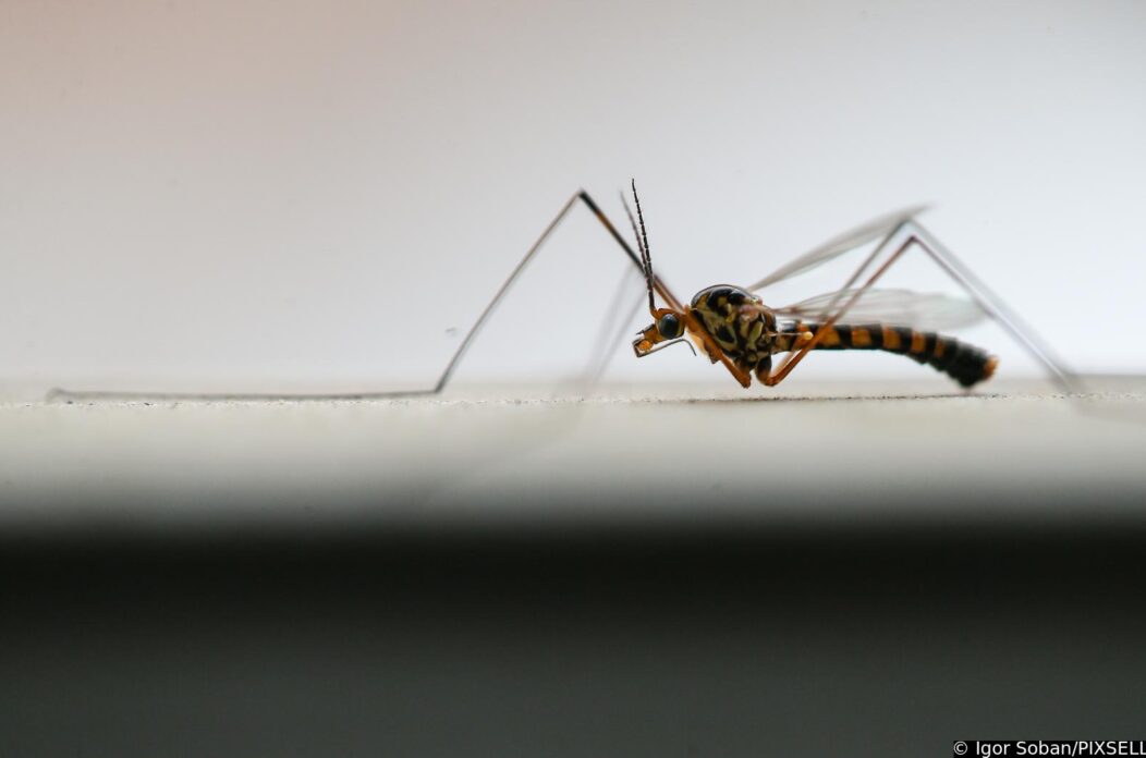 Komarci u Međimurju, Svjetski dan komaraca