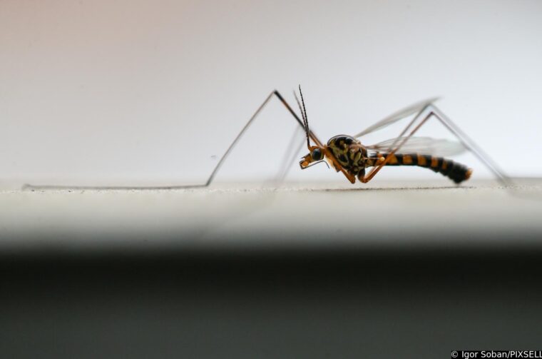 Komarci u Međimurju, Svjetski dan komaraca