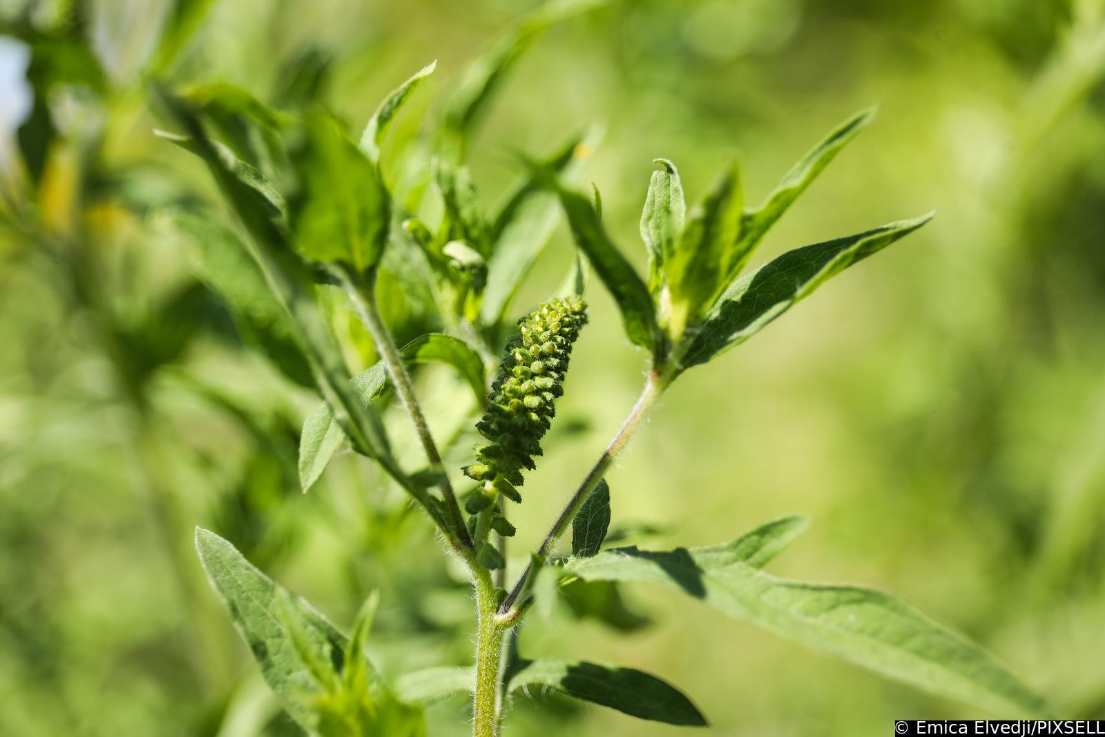 Ambrozija, Emica Elvedji / PIXELL