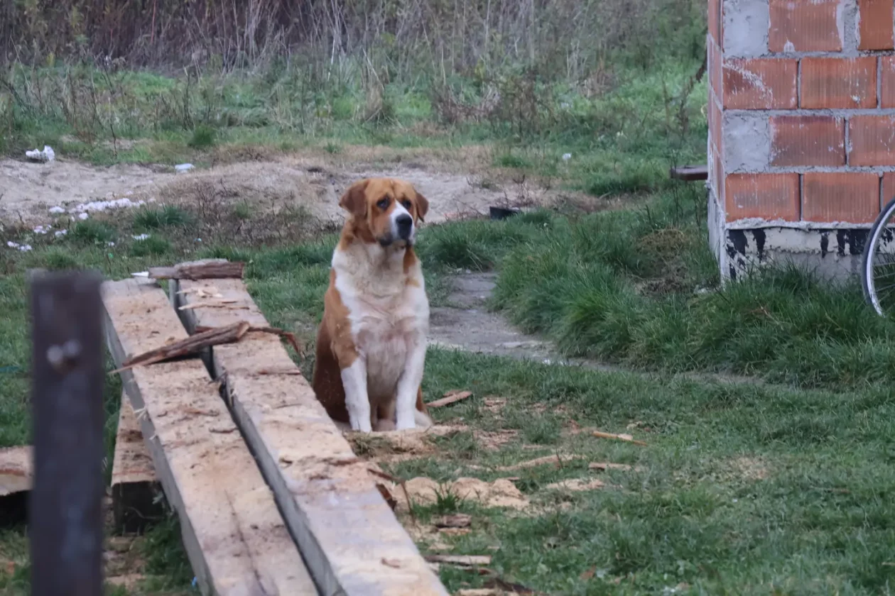 Parag, Božinović (105)