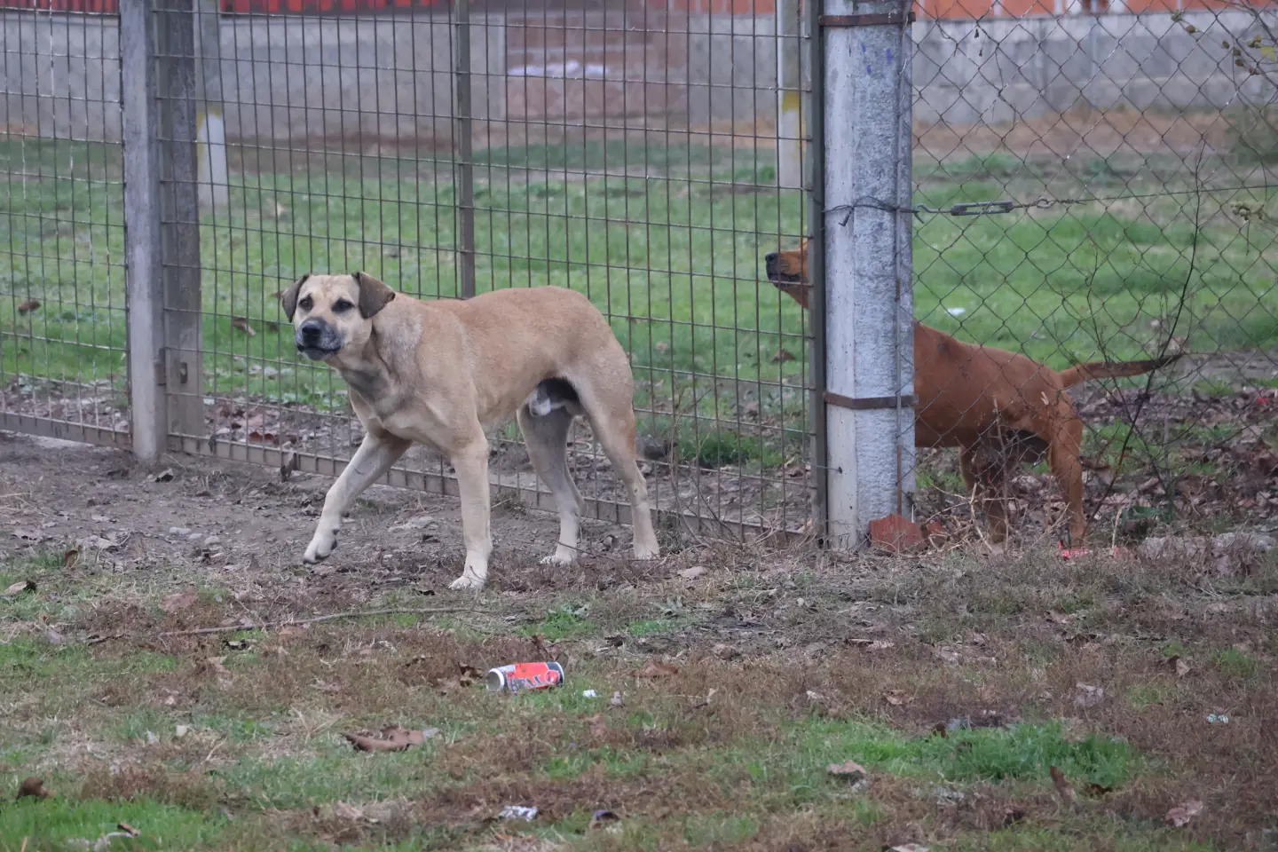 Parag, Božinović (109)