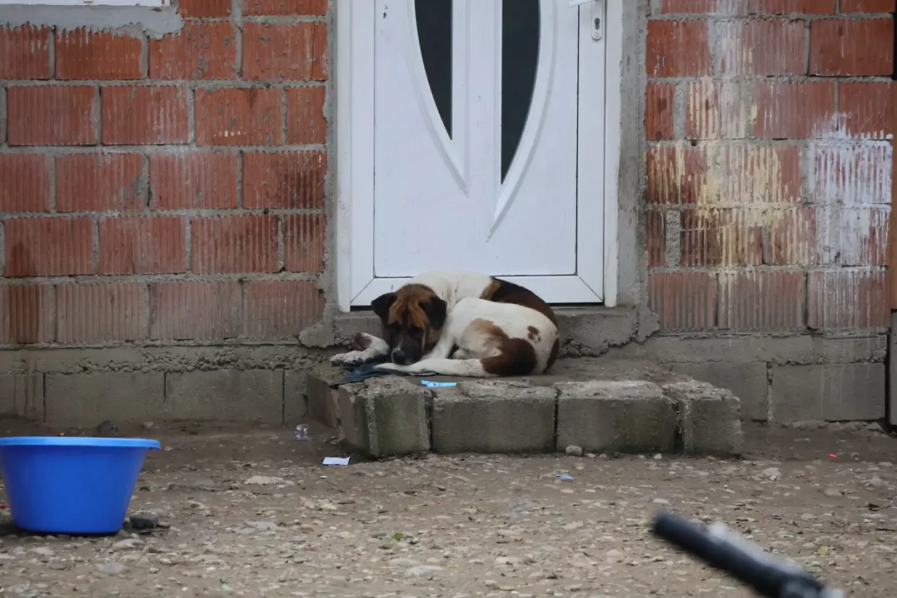 Parag, Božinović (99)