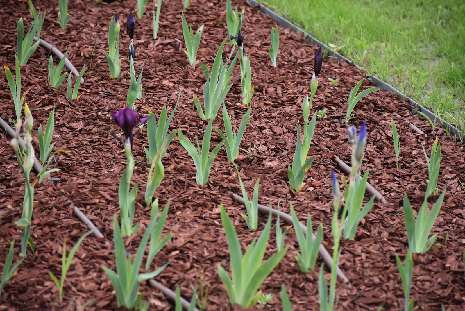 Park, Prelog, Snježana Balent i Melani (12) Park, Prelog, Snježana Balent i Melani (12)