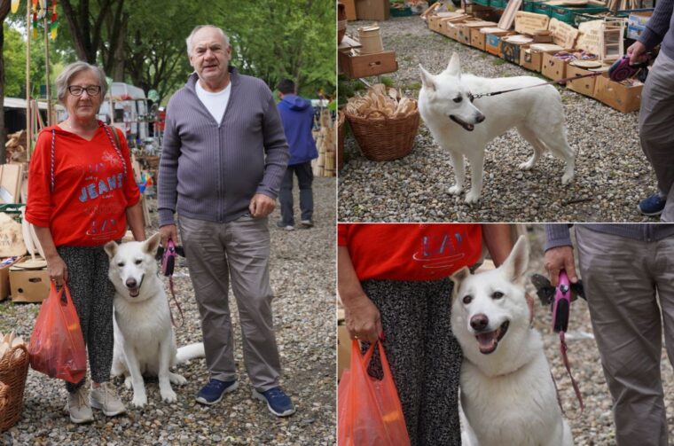 Švicarski bijeli ovčar po imenu Bassanty Lord auf North