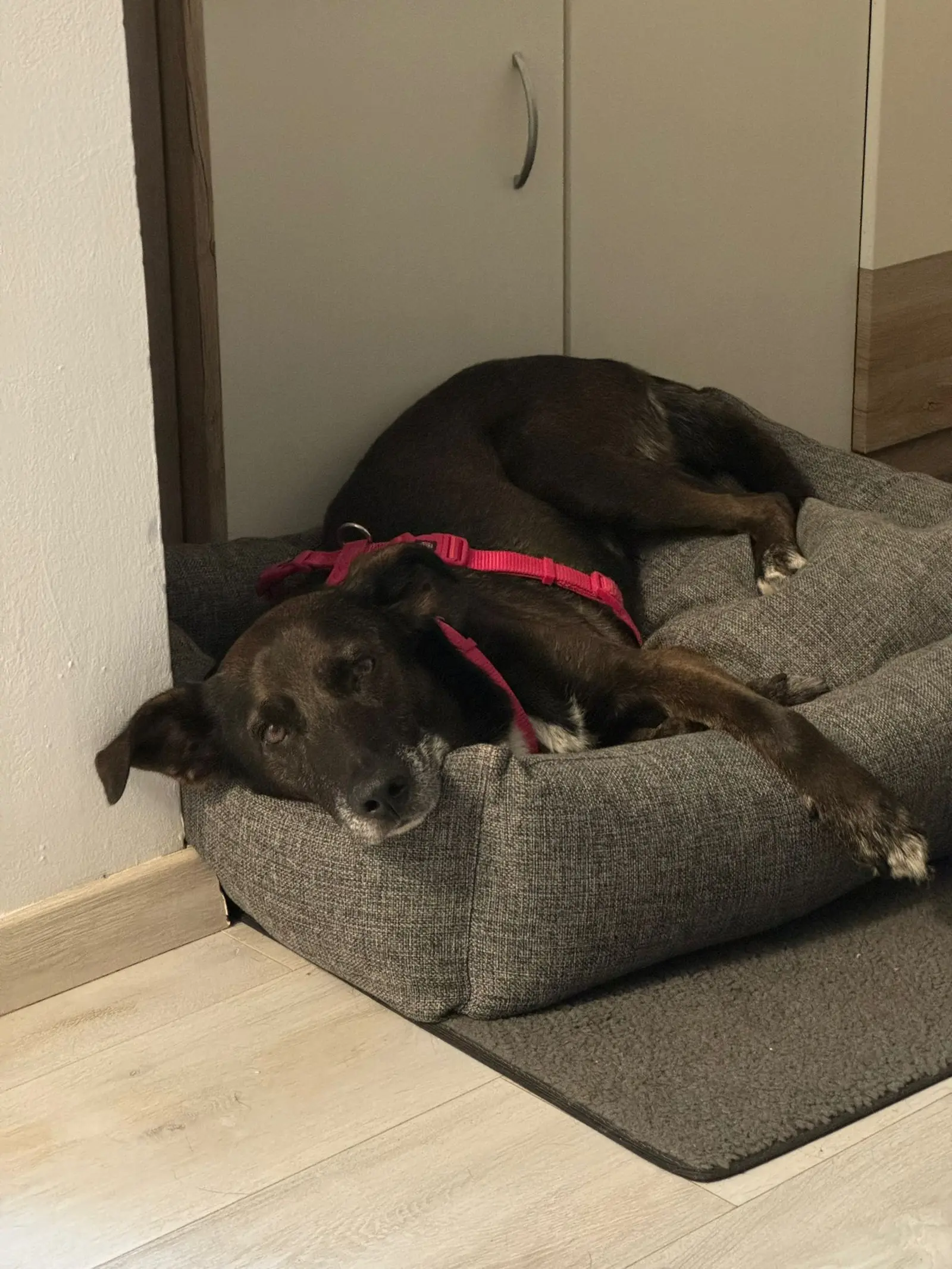 Pas Beni, udomljavanje pasa (1)