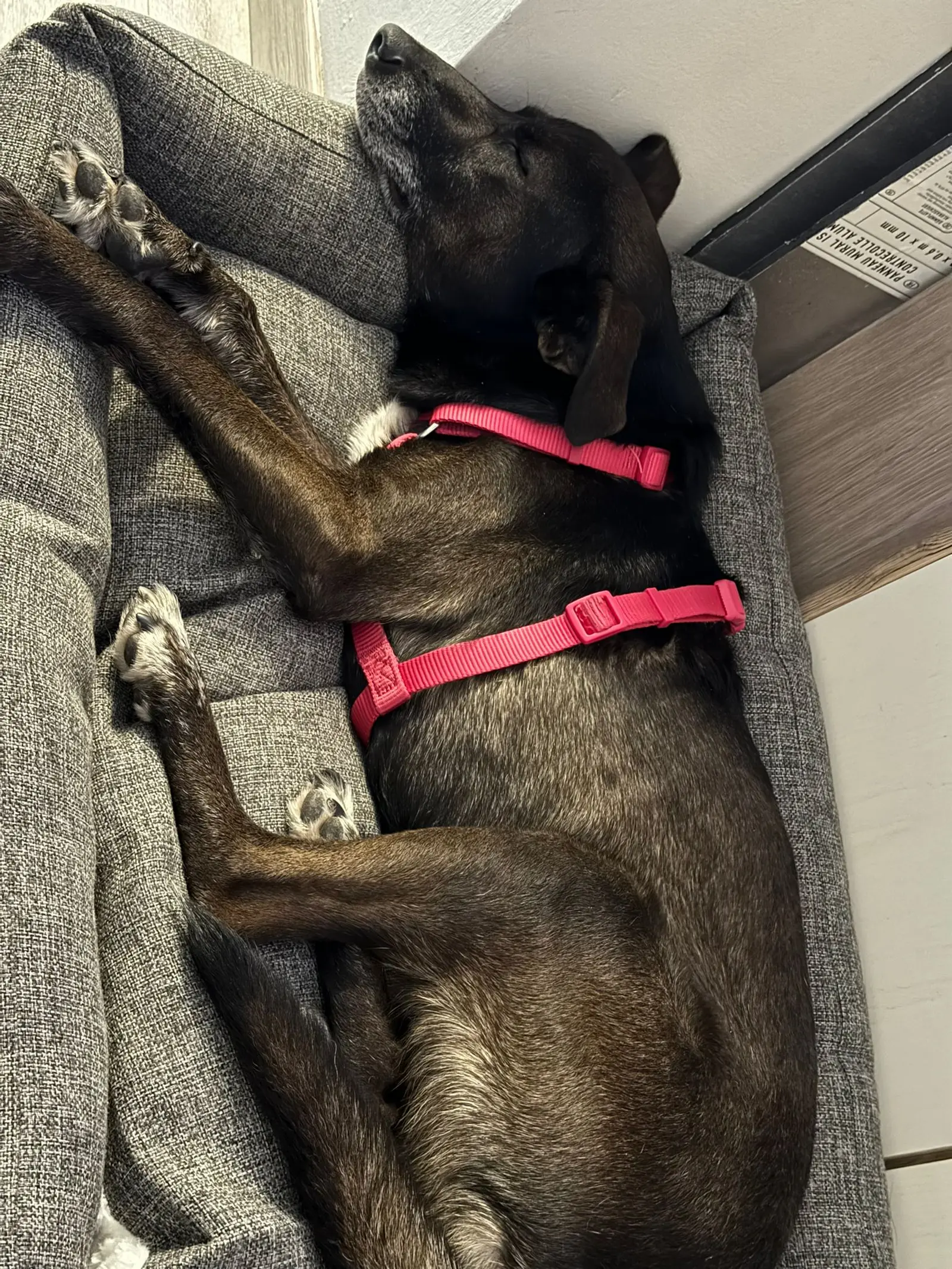 Pas Beni, udomljavanje pasa (5)