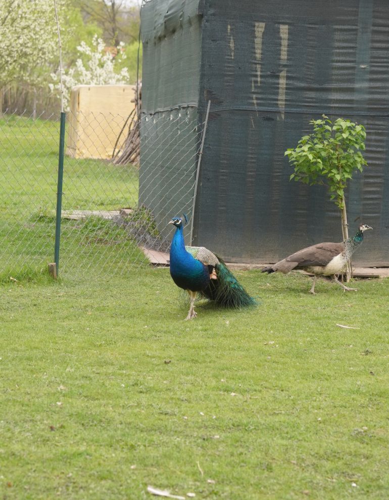 Pauni Mihovljan (10)