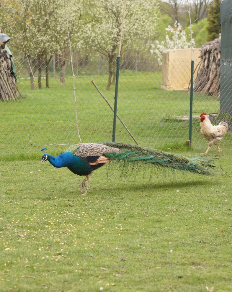 Pauni Mihovljan (11)