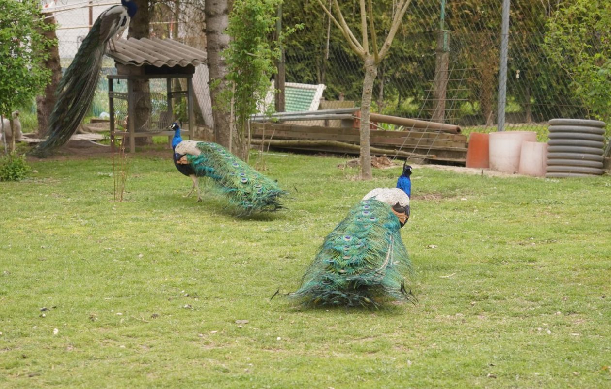 Pauni Mihovljan (12)