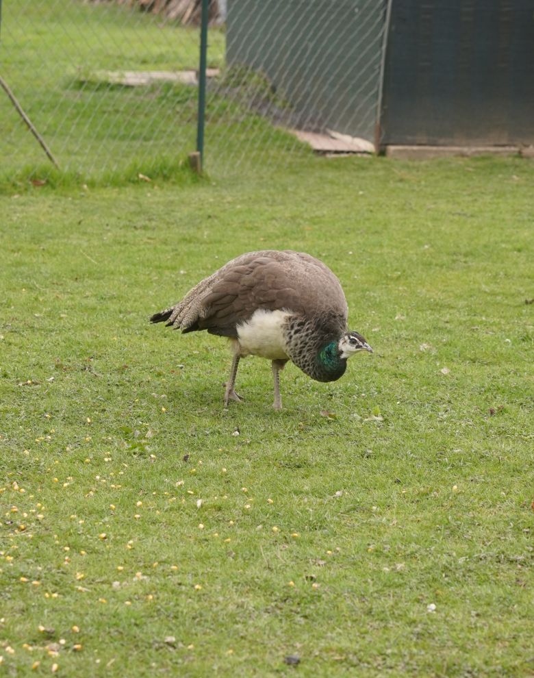 Pauni Mihovljan (13)