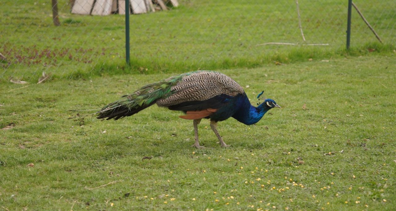 Pauni Mihovljan (14)