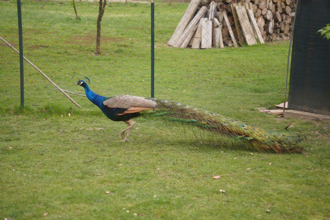 Pauni Mihovljan (15)