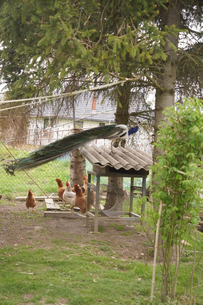 Pauni Mihovljan (16)