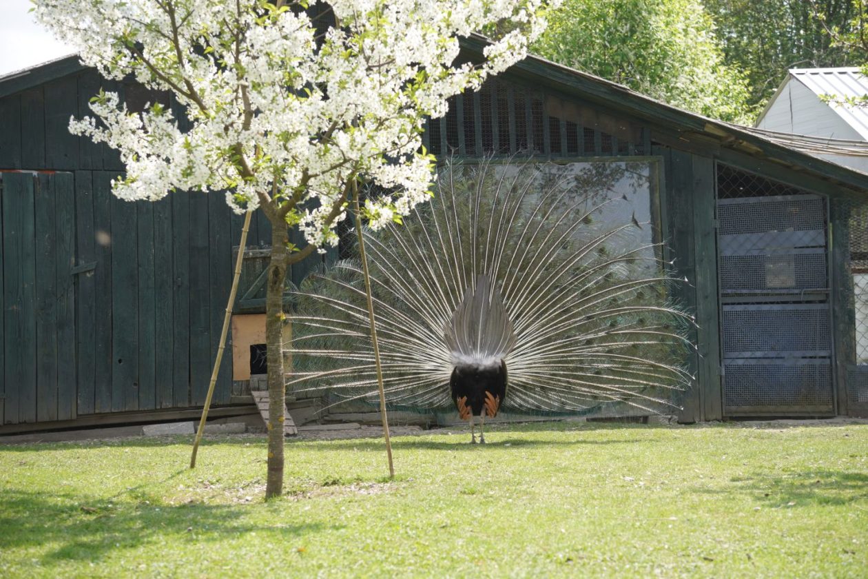 Pauni Mihovljan (19)