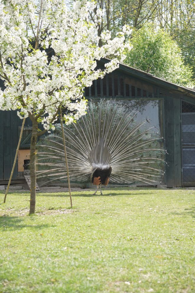 Pauni Mihovljan (20)