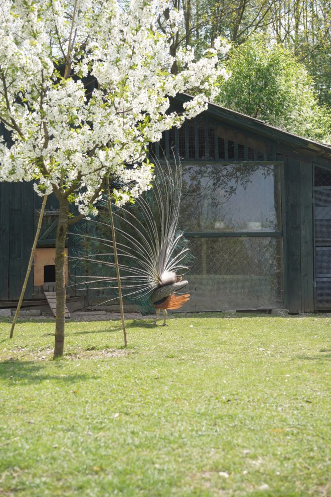 Pauni Mihovljan (21)