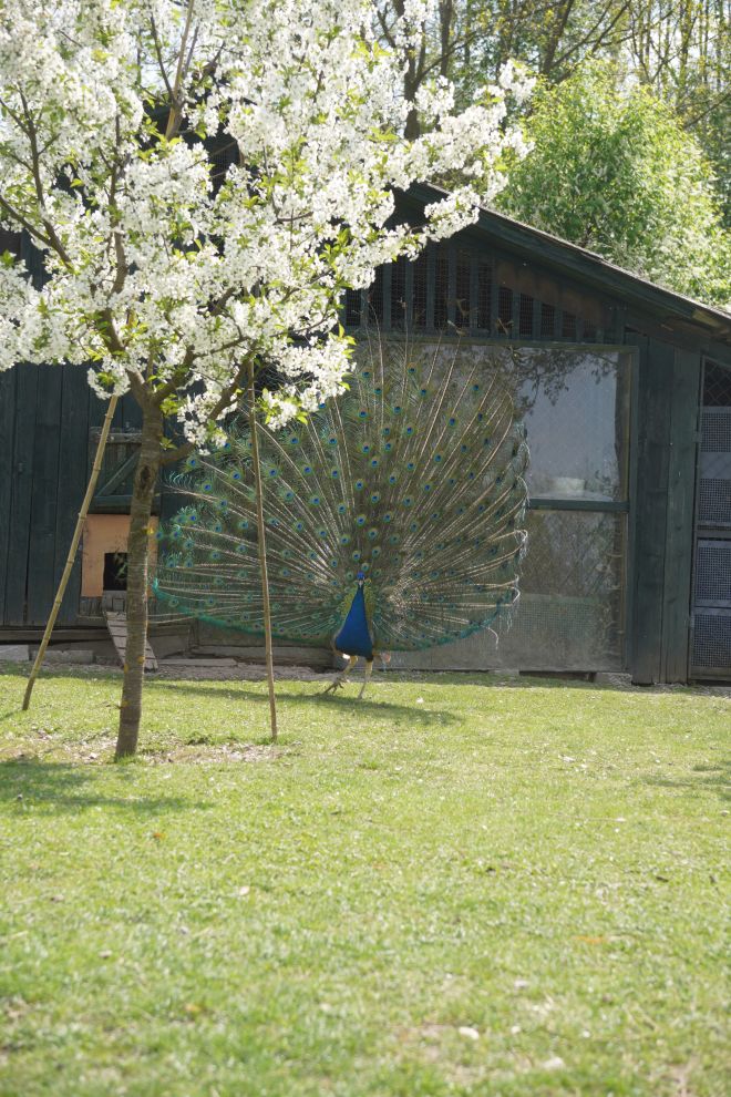 Pauni Mihovljan (22)