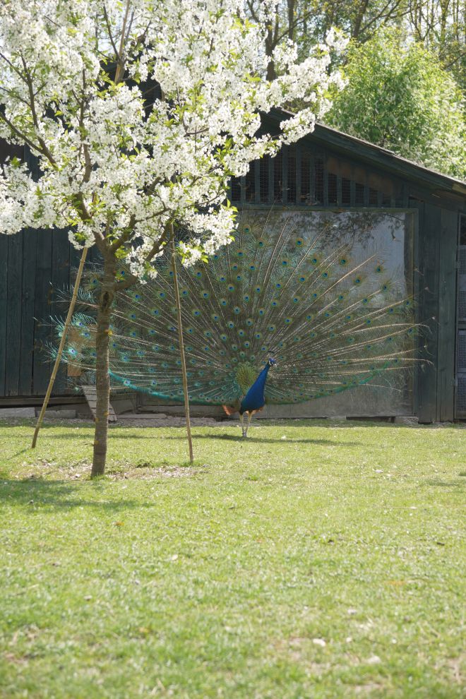 Pauni Mihovljan (23)