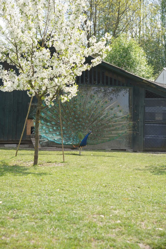 Pauni Mihovljan (24)