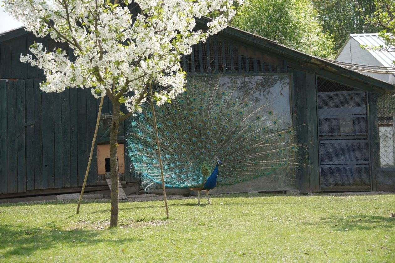 Pauni Mihovljan (25)