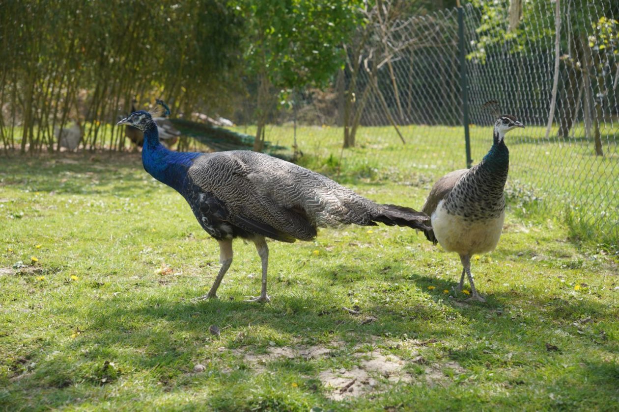 Pauni Mihovljan (26)