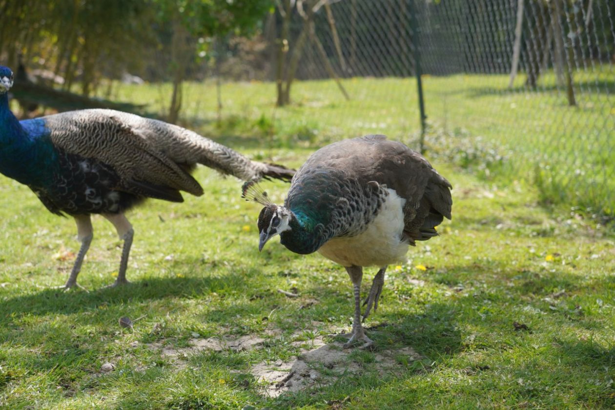 Pauni Mihovljan (27)