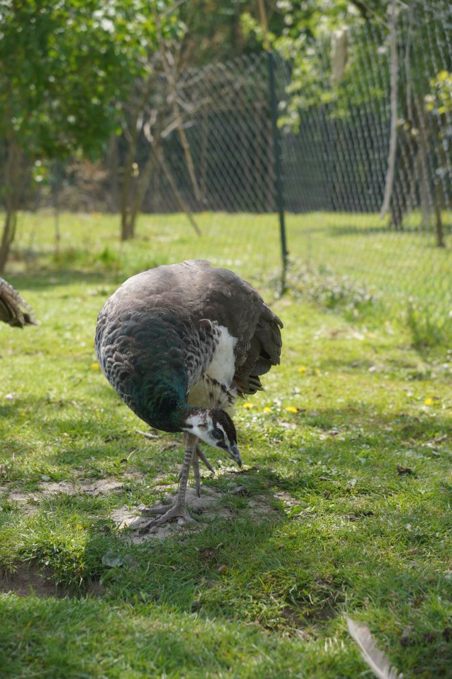 Pauni Mihovljan (28)