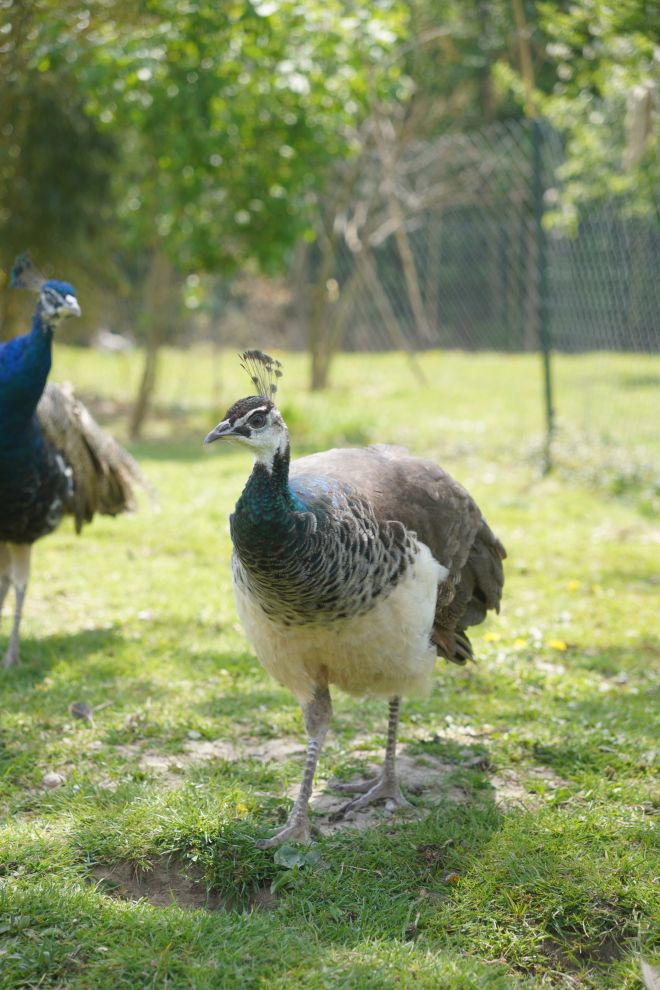 Pauni Mihovljan (29)