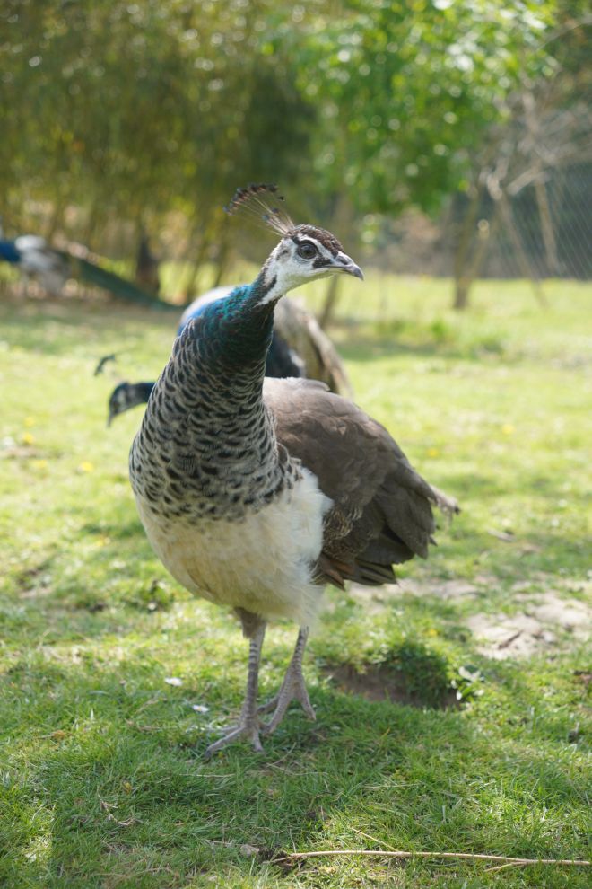 Pauni Mihovljan (30)